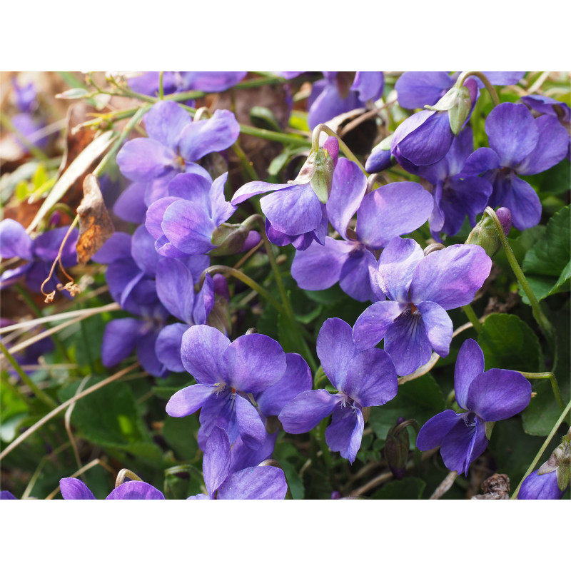 FETE DES VIOLETTES à...