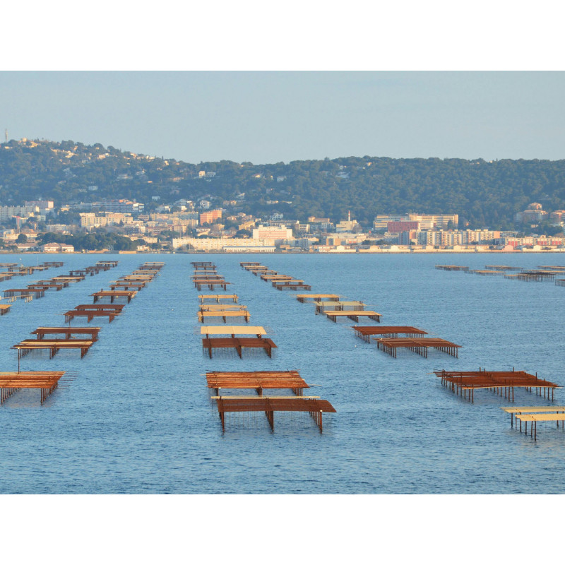 CABARET DE SETE, Etang de Thau